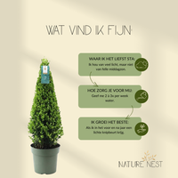 Ilex Crenata 'Jenny'