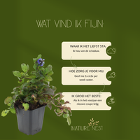 3 Kruipend zenegroen planten | Ajuga reptans | Tuinplanten | Planten