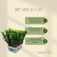 12 Groene Kardinaalsmuts Haagplanten | Euonymus japonicus 'Green Spire'