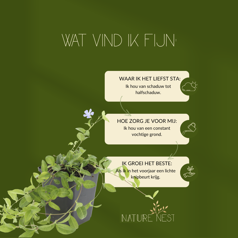 Vinca Minor (Maagdenpalm) Mix set van 3 in de kleuren blauw, paars of wit