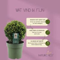 Ilex Crenata 'Jenny'