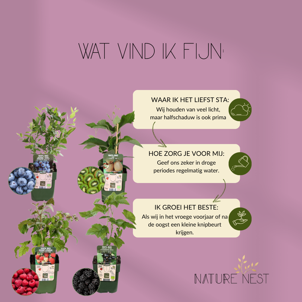 Bio Fruitplanten Mix 'Zomervruchten' (4 stuks)