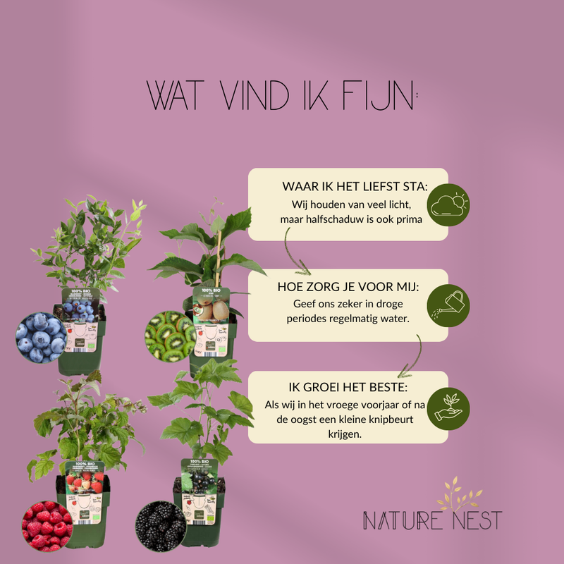"Zomervruchten" BIO Fruitplanten mix set van 4 verschillende soorten | 100% Biologisch gekweekt