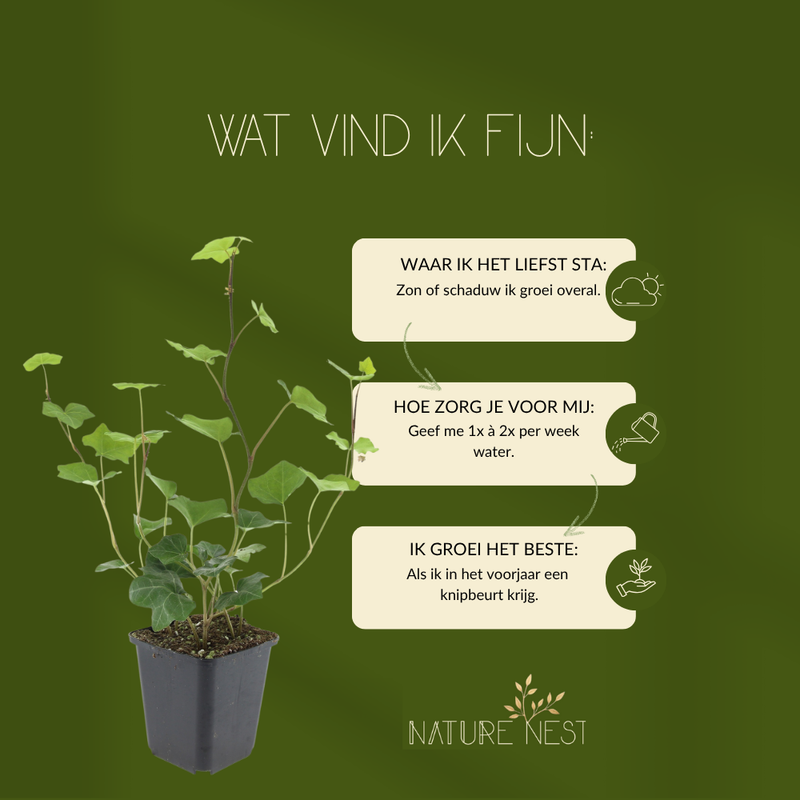 3 Atlantische Klimopplanten | Hedera Hibernica | Tuinplanten | Planten