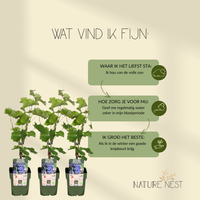 3 Druivenplanten | 100% Biologische Fruitplanten | Druivenplanten