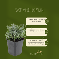 12 Lavendelplanten | Lavandula angustifolia 'Hidcote' | Tuinplanten | Planten