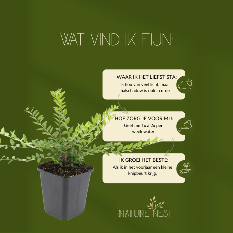 3 Struikkamperfoelie planten | Lonicera nitida 'Maigrün' | Tuinplanten | Planten