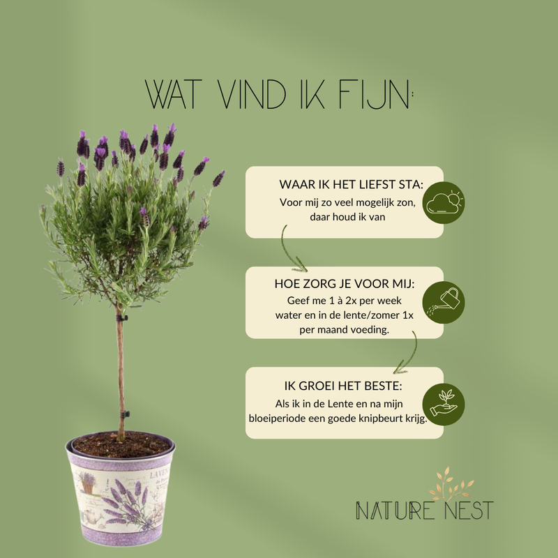 Set van 2 Franse lavendel op stam in sierpot 'Deluxe' | 2 x Ø15 cm - ↕50 cm