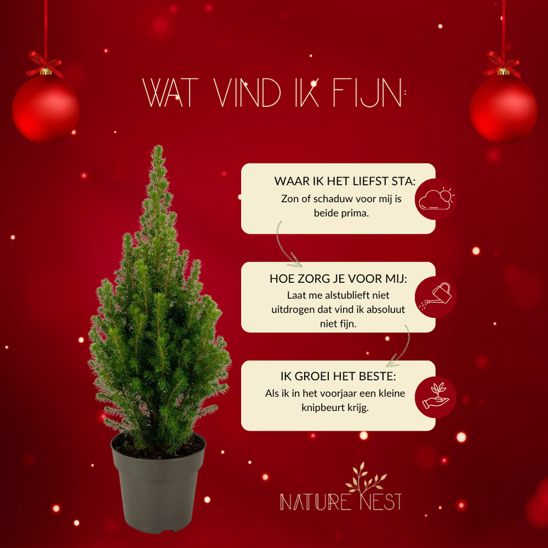 Tafelkerstboompje | 1x Picea glauca perfecta