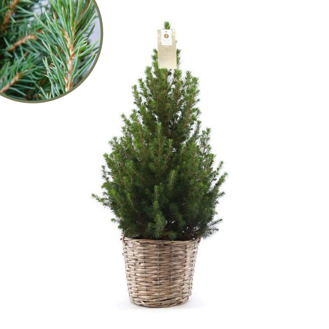 Weihnachtsbaum Picea Conica in Korb