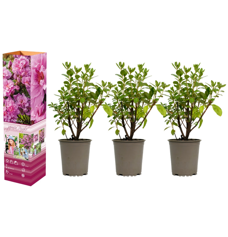 Set de 3 Azaleas moradas