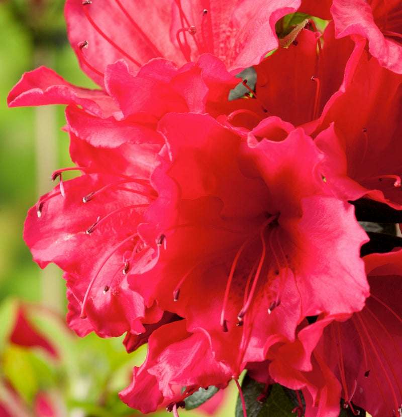 Conjunto de 3 Azaleas rojas