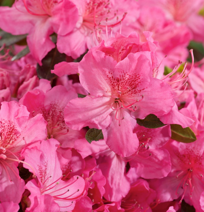 Set de 3 Azaleas rosas