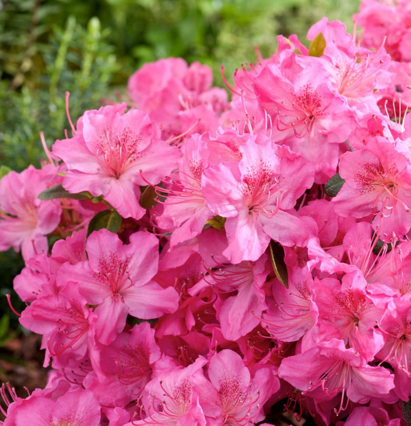 Set de 3 Azaleas rosas