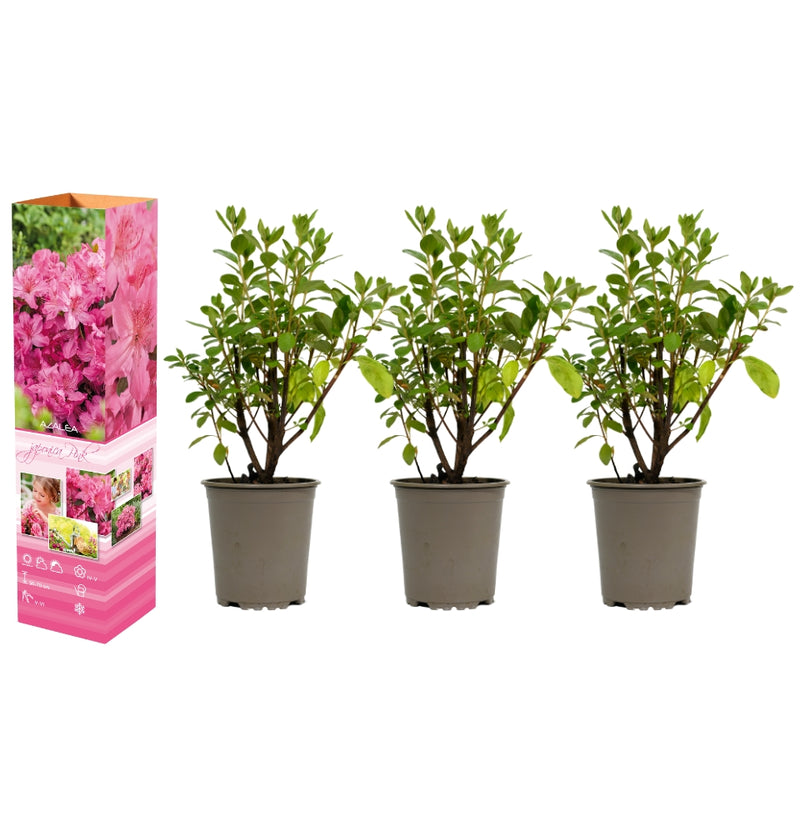 Set de 3 Azaleas rosas