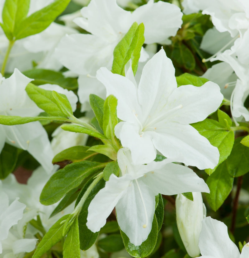 Lot de 3 Azalées blanches