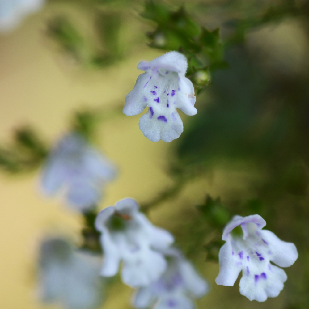 Calamintha nepeta (Bergsteentijm) Set van drie, Bijen- en vlindervriendelijk