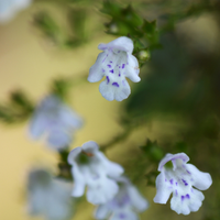Calamintha nepeta (Bergsteentijm) Set van drie, Bijen- en vlindervriendelijk