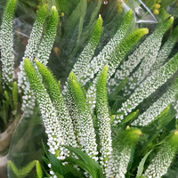 NatureNest border package Isa colorful perennial mix