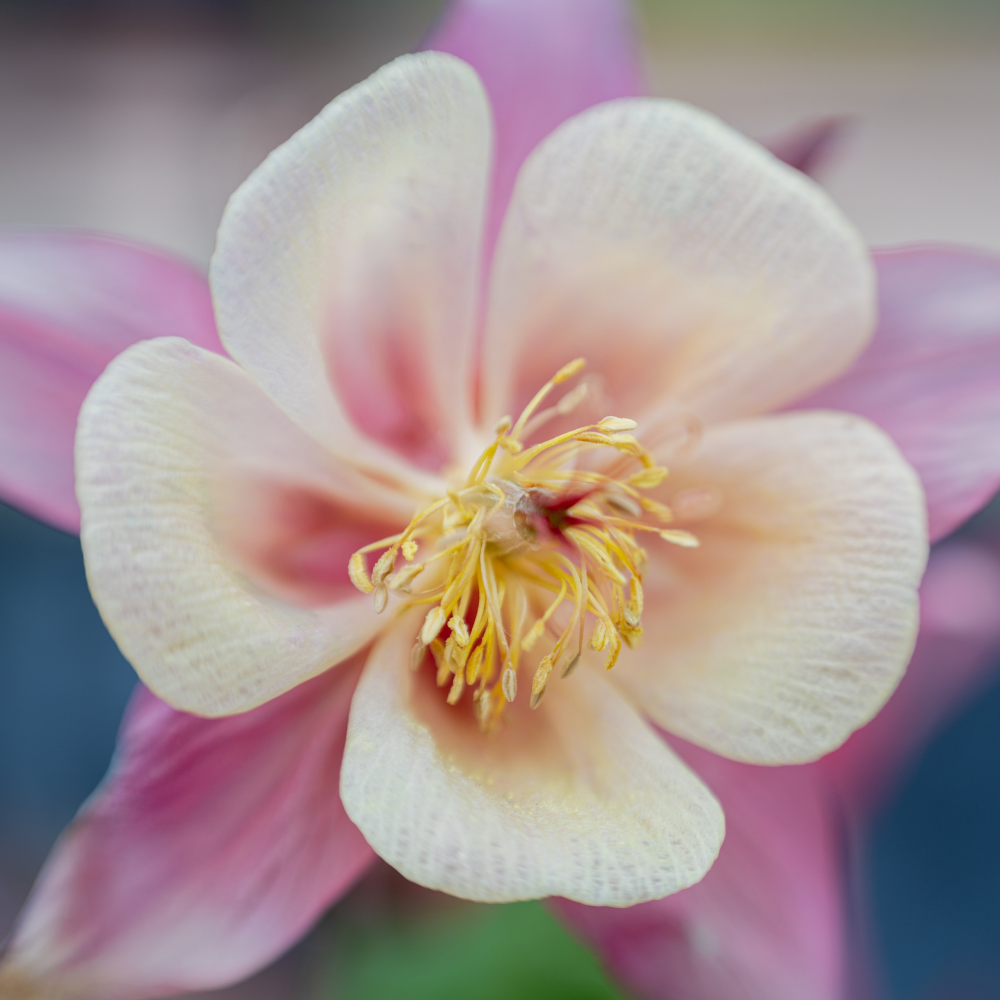 Aquilegia vulgaris (Akelei), set van 3, Vaste tuinplant