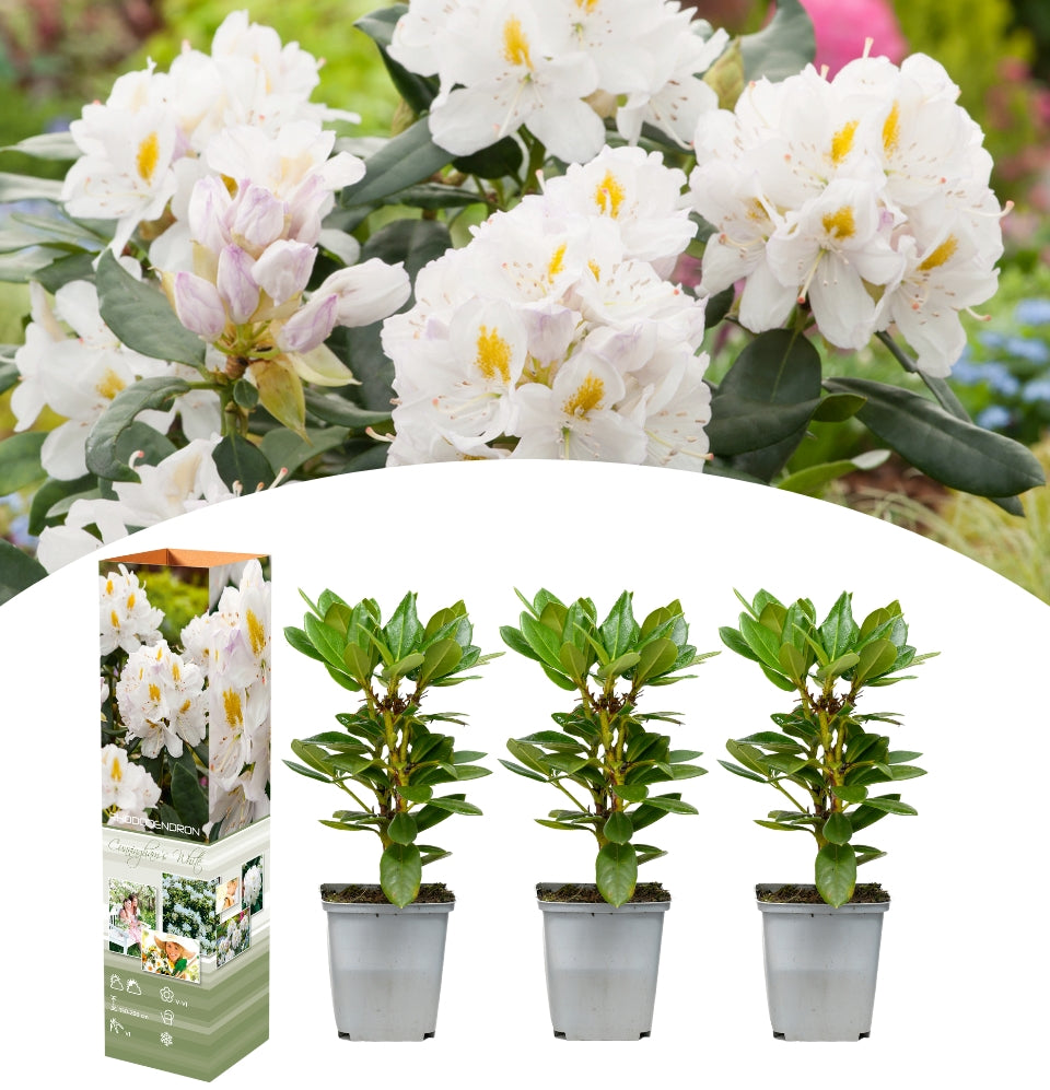 Set de 3x Rododendro 'Cunningham's White'