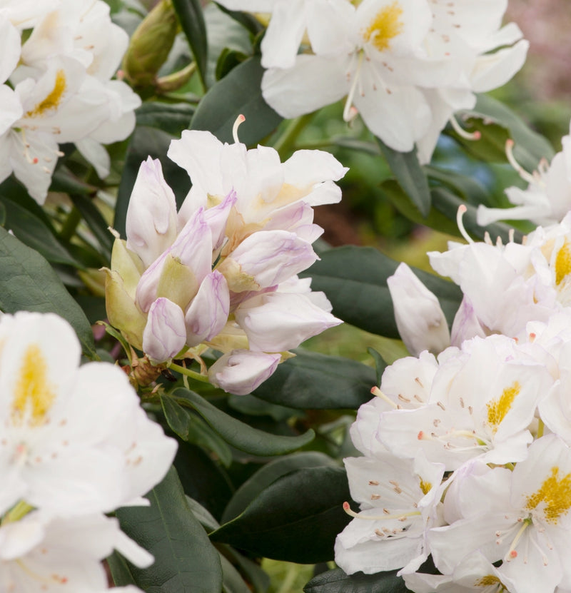 Set van 3x Rhododendron 'Cunningham's White