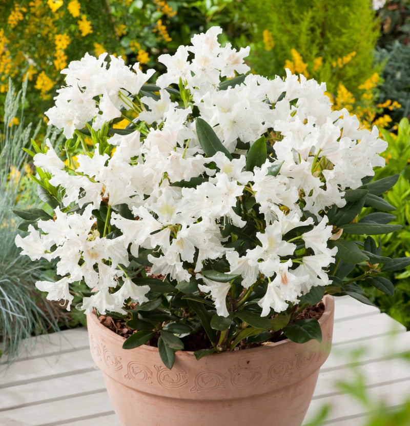 Set de 3x Rododendro 'Cunningham's White'