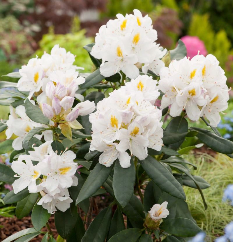 Set van 3x Rhododendron 'Cunningham's White