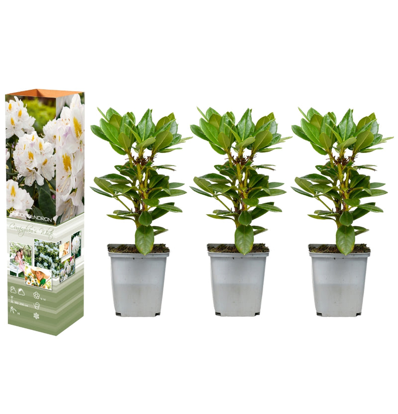 Set van 3x Rhododendron 'Cunningham's White