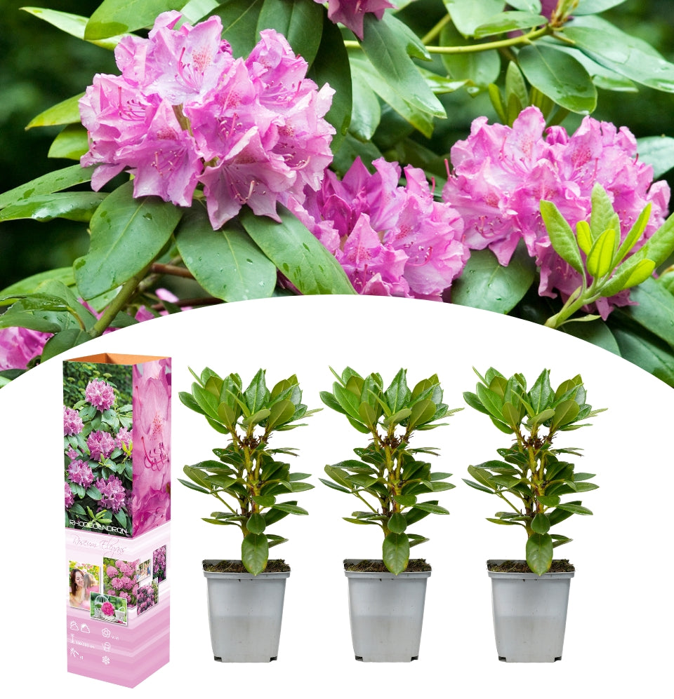 Set de 3x Rododendro Rosa Elegante