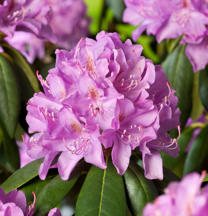 Coffret 3x Rhododendron Rose Elegant