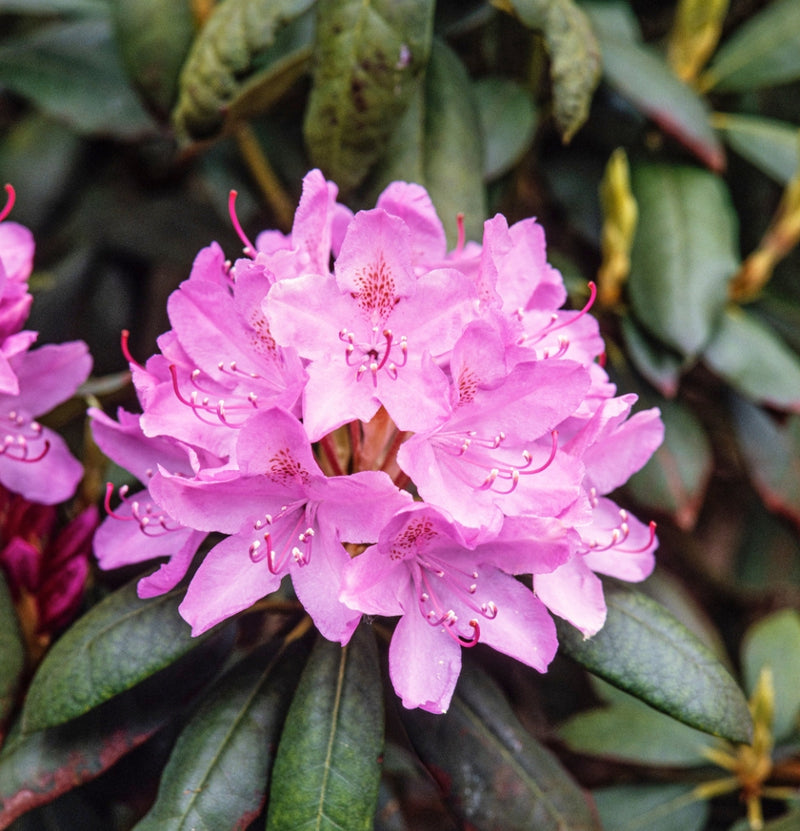 Coffret 3x Rhododendron Rose Elegant