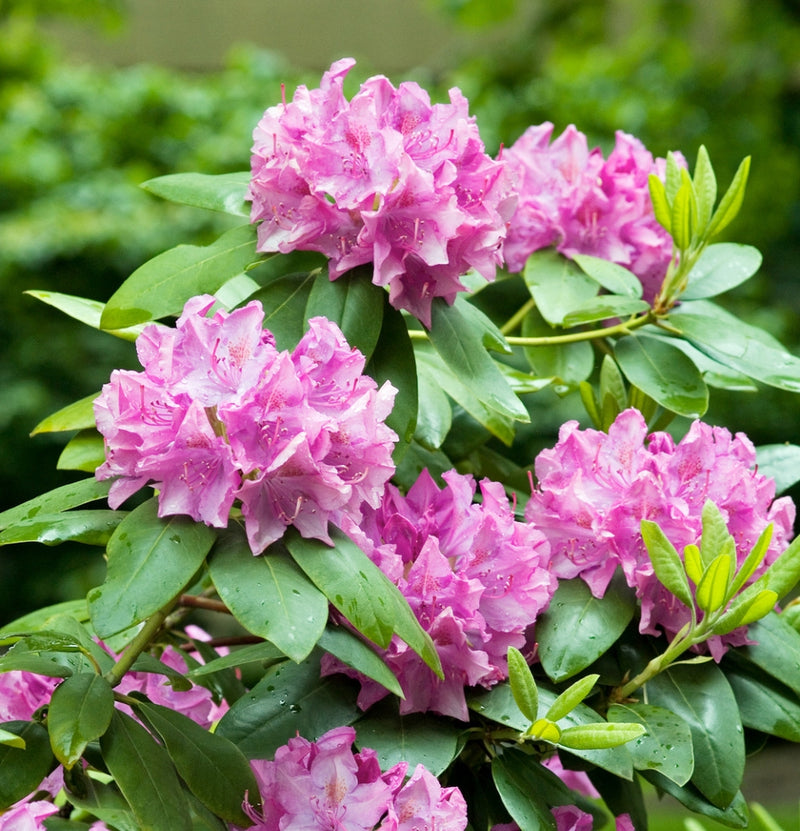 Coffret 3x Rhododendron Rose Elegant