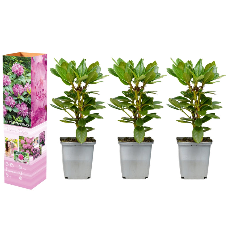 Coffret 3x Rhododendron Rose Elegant