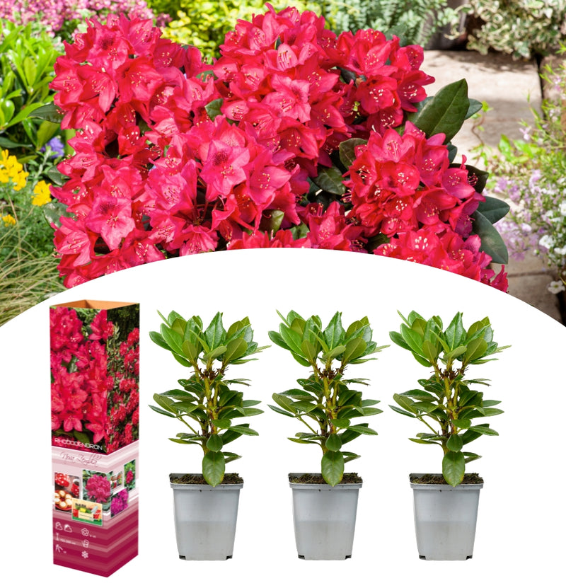 Coffret 3x Rhododendron Nova Zembla