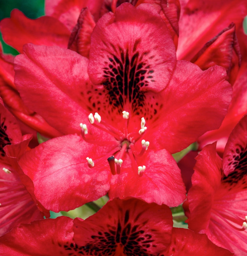 Coffret 3x Rhododendron Nova Zembla