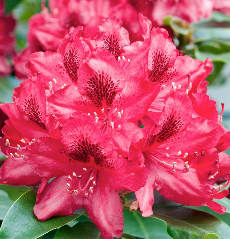 Coffret 3x Rhododendron Nova Zembla