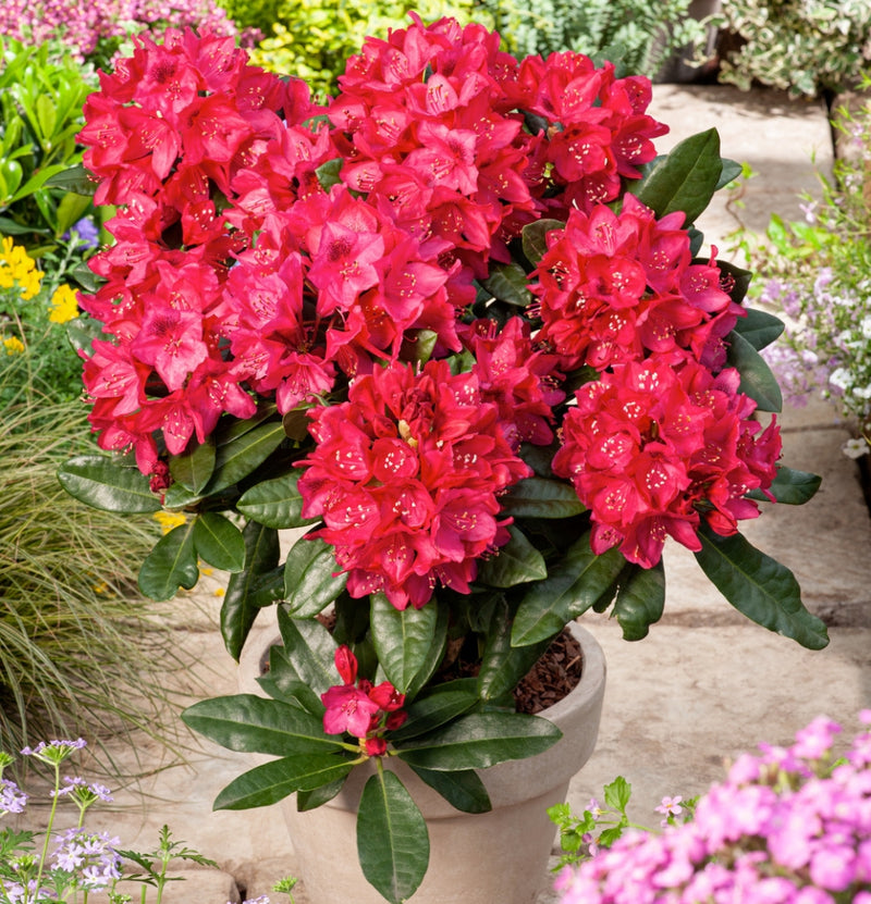 Coffret 3x Rhododendron Nova Zembla