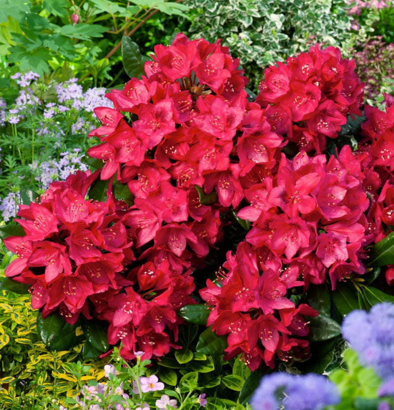 Coffret 3x Rhododendron Nova Zembla