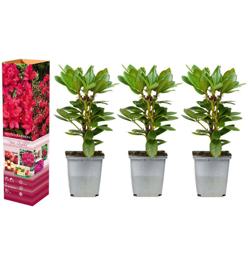 Coffret 3x Rhododendron Nova Zembla