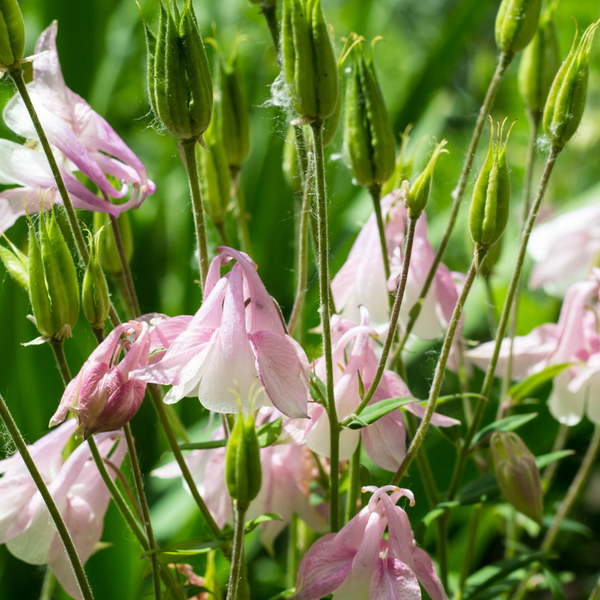 3x  Akelei 'Aquilegia vulgaris' - ↕10-25cm - Ø9cm