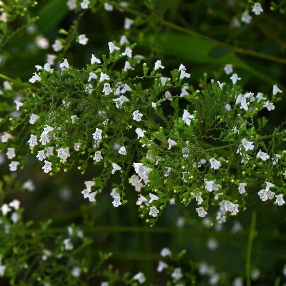 3  Bergsteentijm ‘Calamintha nepeta’ Ø9 cm ↕15 cm