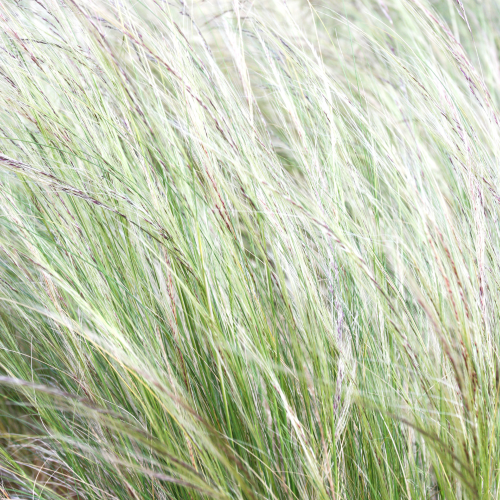 NatureNest border package Isa colorful perennial mix