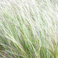 NatureNest border package Isa colorful perennial mix