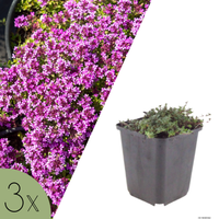 NatureNest | Kruiptijm Coccineus set van 3 | Thymus praecox 'Coccineus' | Bodembedekkende vaste plant