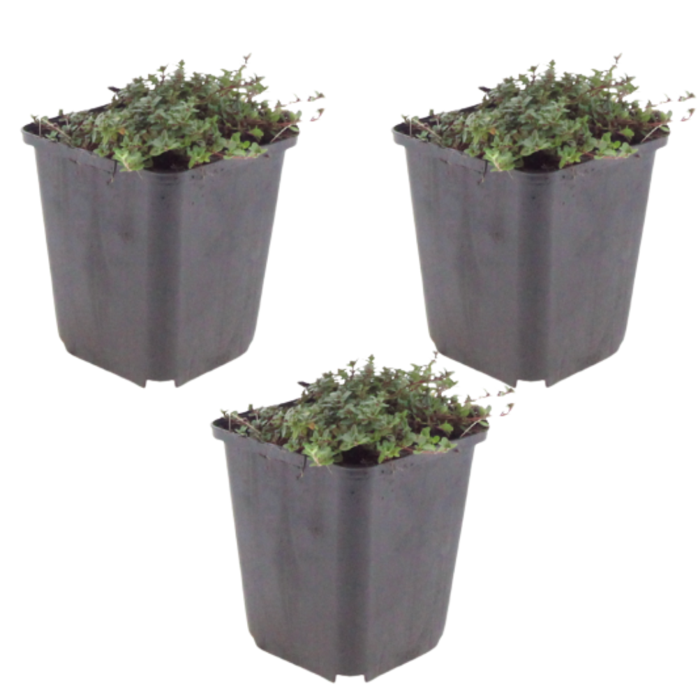 NatureNest | Kruiptijm Coccineus set van 3 | Thymus praecox 'Coccineus' | Bodembedekkende vaste plant