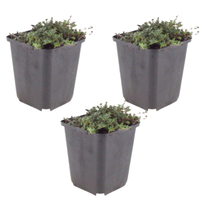 NatureNest | Kruiptijm Coccineus set van 3 | Thymus praecox 'Coccineus' | Bodembedekkende vaste plant