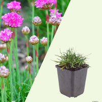 Armeria maritima 'Splendens' (Englisches Gras 'Splendens'), 3er-Set, Bodendecker