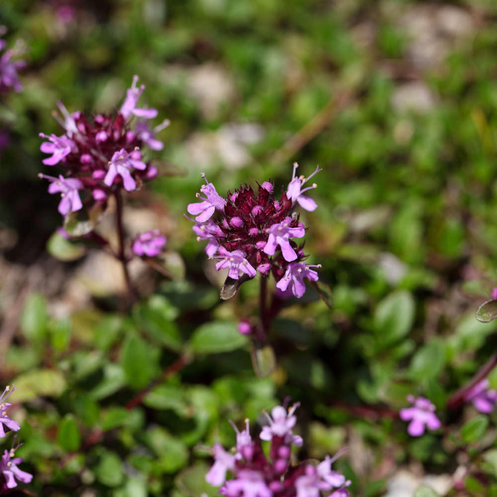 NatureNest | Kruiptijm Coccineus set van 3 | Thymus praecox 'Coccineus' | Bodembedekkende vaste plant