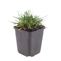 Armeria maritima 'Splendens' (Englisches Gras 'Splendens'), 3er-Set, Bodendecker